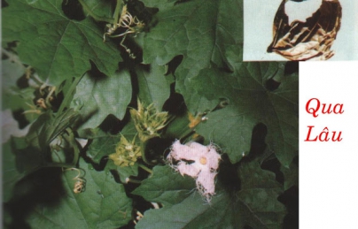 Thiên hoa phấn (Cây qua lâu) giải pháp mới trong điều trị tiểu đường Thiên hoa phấn (Cây qua lâu) giải pháp mới trong điều trị tiểu đường