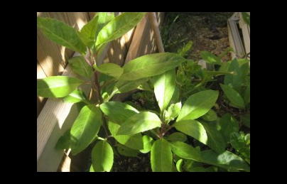 Kim thất tai (Lá mật gấu nam) hỗ trợ điều trị tiểu đường Kim thất tai (Lá mật gấu nam) hỗ trợ điều trị tiểu đường