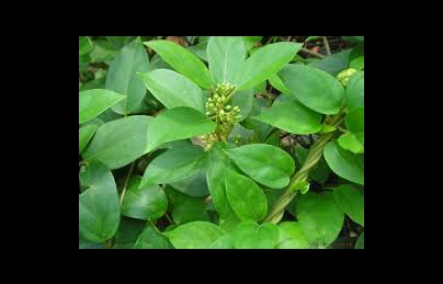 Dây thìa canh cây thuốc giá rẻ nhưng rất tốt cho người bệnh tiểu đường Dây thìa canh cây thuốc giá rẻ nhưng rất tốt cho người bệnh tiểu đường