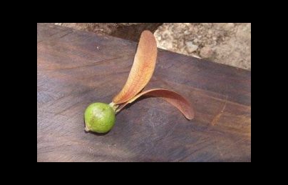 Quả tai thỏ điều trị bệnh suy tim, bệnh khớp đớp tim khá hay Quả tai thỏ điều trị bệnh suy tim, bệnh khớp đớp tim khá hay