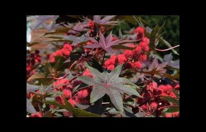 Thầu dầu tía điều trị bệnh trĩ ngoại, nhưng cần lưu ý vì có độc Thầu dầu tía điều trị bệnh trĩ ngoại, nhưng cần lưu ý vì có độc