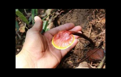 Công dụng của nấm lim xanh trong điều trị bệnh ung thư Công dụng của nấm lim xanh trong điều trị bệnh ung thư