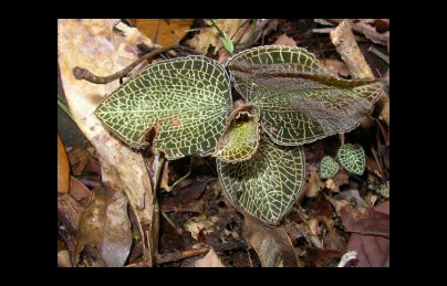 Lan kim tuyến (Lan gấm) cây thuốc vô cùng quý của vùng núi Tây Bắc Lan kim tuyến (Lan gấm) cây thuốc vô cùng quý của vùng núi Tây Bắc