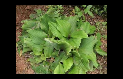 Cây địa liền điều trị bệnh dạ dày, đường ruột, đau nhức xương khớp rất hay (Cay dia lien) Cây địa liền điều trị bệnh dạ dày, đường ruột, đau nhức xương khớp rất hay (Cay dia lien)