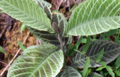 Lá Khôi (cây khôi nhung) điều trị hiệu quả bệnh viêm Dạ Dày Lá Khôi (cây khôi nhung) điều trị hiệu quả bệnh viêm Dạ Dày