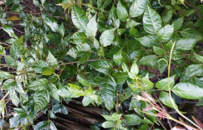 Chè dây điều trị Viêm loét dạ dày, trào ngược dạ dày Chè dây điều trị Viêm loét dạ dày, trào ngược dạ dày