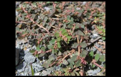 Cây cỏ sữa lá nhỏ thuốc quý điều trị kiết lỵ, tắc tia sữa Cây cỏ sữa lá nhỏ thuốc quý điều trị kiết lỵ, tắc tia sữa