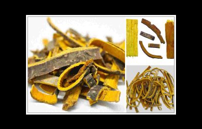 Cây hoàng bá tăng cường chức năng tiêu hóa, điều trị bệnh trĩ Cây hoàng bá tăng cường chức năng tiêu hóa, điều trị bệnh trĩ