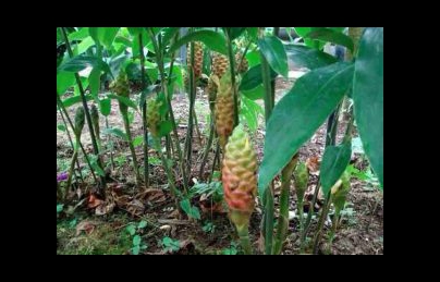 Cây gừng gió có phải thần dược điều trị xơ gan không ? Cây gừng gió có phải thần dược điều trị xơ gan không ?