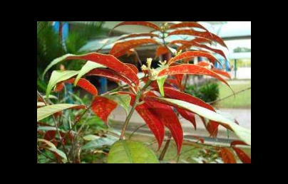 Đơn lá đỏ điều trị mẩn ngứa, tiêu hóa kém, viêm đại tràng (Don la do) Đơn lá đỏ điều trị mẩn ngứa, tiêu hóa kém, viêm đại tràng (Don la do)