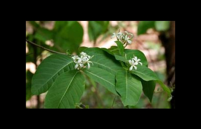 Cây mộc hoa trắng điều trị viêm đại tràng, kiết lỵ đặc biệt hiệu quả Cây mộc hoa trắng điều trị viêm đại tràng, kiết lỵ đặc biệt hiệu quả