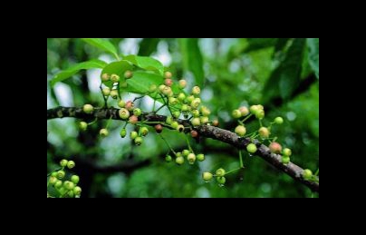 Nụ vối, lá vối điều trị bệnh đường ruột và kích thích tiêu hóa Nụ vối, lá vối điều trị bệnh đường ruột và kích thích tiêu hóa