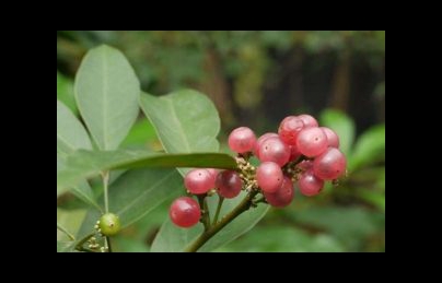 Cây bưởi bung điều trị tiêu hóa kém, vàng da ở phụ nữ sau sinh Cây bưởi bung điều trị tiêu hóa kém, vàng da ở phụ nữ sau sinh