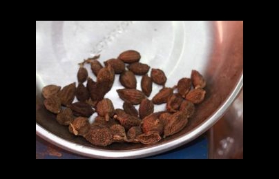 Hạt sa nhân (dương xuân sa) điều trị tỳ vị hư hàn, viêm đại tràng Hạt sa nhân (dương xuân sa) điều trị tỳ vị hư hàn, viêm đại tràng