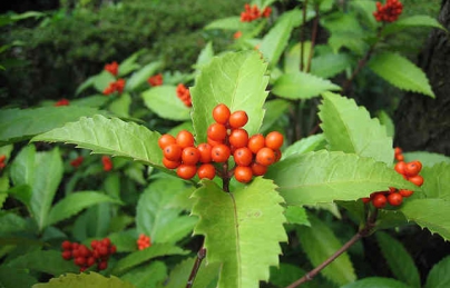 Cây sói rừng hỗ trợ điều trị bệnh ung thư, đau nhức xương khớp Cây sói rừng hỗ trợ điều trị bệnh ung thư, đau nhức xương khớp