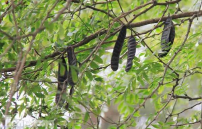 Gai bồ kết điều trị ho, táo bón, xưng vú, kiết lỵ rất hiệu quả Gai bồ kết điều trị ho, táo bón, xưng vú, kiết lỵ rất hiệu quả