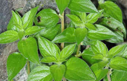 Cây bọ mắm điều trị ho lâu năm, viêm phế quản mãn tính cực kỳ hiệu quả Cây bọ mắm điều trị ho lâu năm, viêm phế quản mãn tính cực kỳ hiệu quả