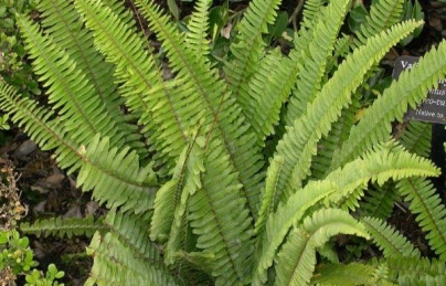 Cây cốt cắn điều trị ho, viêm tinh hoàn, viêm tuyến vú rất hay Cây cốt cắn điều trị ho, viêm tinh hoàn, viêm tuyến vú rất hay