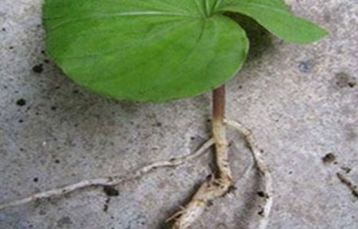 Cây một lá dược thảo bổ phổi, tiêu độc được Trung Quốc săn lùng Cây một lá dược thảo bổ phổi, tiêu độc được Trung Quốc săn lùng