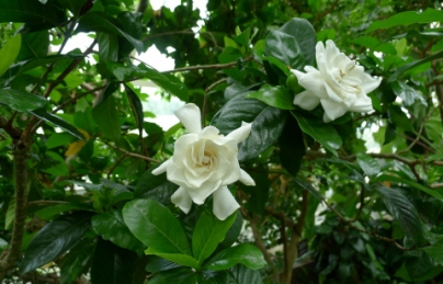 Hạt dành dành (Chi tử) công dụng cách dùng điều trị chảy máu cam Hạt dành dành (Chi tử) công dụng cách dùng điều trị chảy máu cam