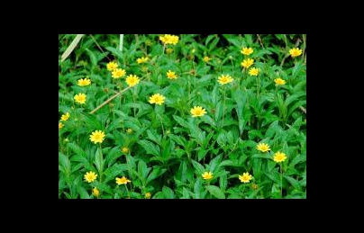 Cây sài đất – Thật bất ngờ về hiệu quả điều trị của một loài cỏ dại (sai dat) Cây sài đất – Thật bất ngờ về hiệu quả điều trị của một loài cỏ dại (sai dat)