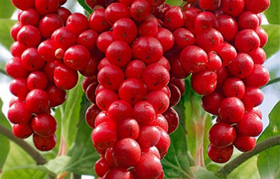 Ngũ vị tử – Thuốc quý điều trị liệt dương, bồi bổ can thận cực hay Ngũ vị tử – Thuốc quý điều trị liệt dương, bồi bổ can thận cực hay