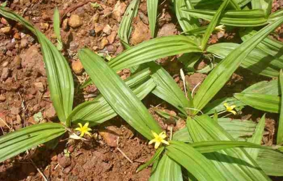 Sâm cau đen (Tiên mao) và hiệu quả điều trị bệnh liệt dương Sâm cau đen (Tiên mao) và hiệu quả điều trị bệnh liệt dương