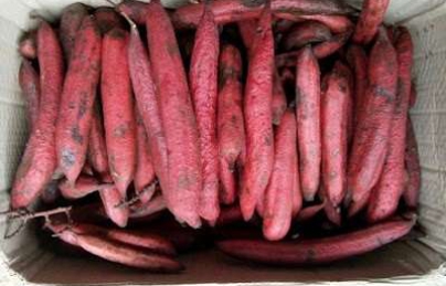 Cây bòi vịt – Loại quả giúp cậu nhỏ quý ông cứng như dùi đục Cây bòi vịt – Loại quả giúp cậu nhỏ quý ông cứng như dùi đục