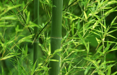 THẦN DƯỢC ĐIỀU TRỊ ĐỘNG KINH MỌC ĐẦY ĐƯỜNG, TIẾC RẰNG NHIỀU NGƯỜI KHÔNG BIẾT THẦN DƯỢC ĐIỀU TRỊ ĐỘNG KINH MỌC ĐẦY ĐƯỜNG, TIẾC RẰNG NHIỀU NGƯỜI KHÔNG BIẾT