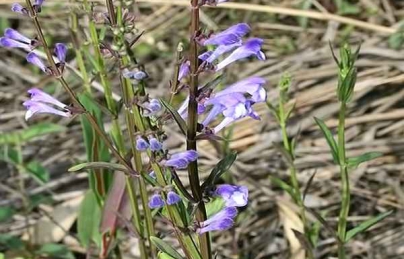 BÁN CHI LIÊN (HOÀNG CẦM RÂU) THUỐC QUÝ ĐIỀU TRỊ UNG THƯ GIAI ĐOẠN CUỐI BÁN CHI LIÊN (HOÀNG CẦM RÂU) THUỐC QUÝ ĐIỀU TRỊ UNG THƯ GIAI ĐOẠN CUỐI