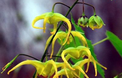 DÂM DƯƠNG HOẮC TRÁNG DƯƠNG BỔ THẬN, ĐIỀU TRỊ BỆNH LIỆT DƯƠNG DÂM DƯƠNG HOẮC TRÁNG DƯƠNG BỔ THẬN, ĐIỀU TRỊ BỆNH LIỆT DƯƠNG