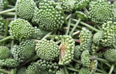 HOA TAM THẤT ĐIỀU TRỊ BỆNH MẤT NGỦ VÀ TỐT CHO TIM MẠCH HOA TAM THẤT ĐIỀU TRỊ BỆNH MẤT NGỦ VÀ TỐT CHO TIM MẠCH