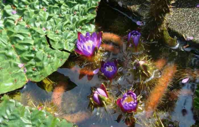 Khiếm thực bổ thận, điều trị yếu sinh lý, di mộng tinh, xuất tinh sớm cực hay Khiếm thực bổ thận, điều trị yếu sinh lý, di mộng tinh, xuất tinh sớm cực hay