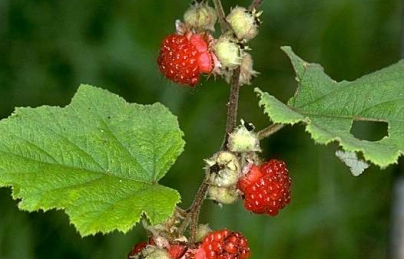 Cây mâm xôi (đùn đũn) tăng cường tiêu hóa, bổ thận tráng dương Cây mâm xôi (đùn đũn) tăng cường tiêu hóa, bổ thận tráng dương