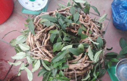 Sâm xuyên đá loài cây có lượng Saponin cao hơn cả sâm Triều Tiên (Sam xuyen da) Sâm xuyên đá loài cây có lượng Saponin cao hơn cả sâm Triều Tiên (Sam xuyen da)