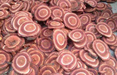 Cây cỏ máu thuốc quý bồi bổ sức khỏe, giúp tăng cân hiệu quả Cây cỏ máu thuốc quý bồi bổ sức khỏe, giúp tăng cân hiệu quả