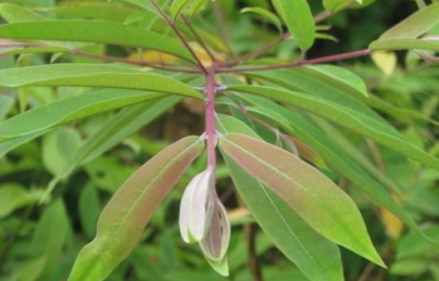 Cây thành ngạnh (cây đỏ ngọn) tăng tuần hoàn não, ngừa xơ vữa động mạch (do ngon) Cây thành ngạnh (cây đỏ ngọn) tăng tuần hoàn não, ngừa xơ vữa động mạch (do ngon)