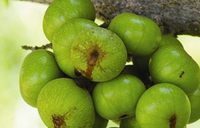 Quả sung khô điều trị sỏi mật, thiếu máu, bệnh trĩ, béo phì Quả sung khô điều trị sỏi mật, thiếu máu, bệnh trĩ, béo phì