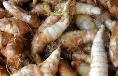 Củ hoàng tinh bổ máu, kéo dài tuổi thọ, điều trị huyết áp thấp Củ hoàng tinh bổ máu, kéo dài tuổi thọ, điều trị huyết áp thấp