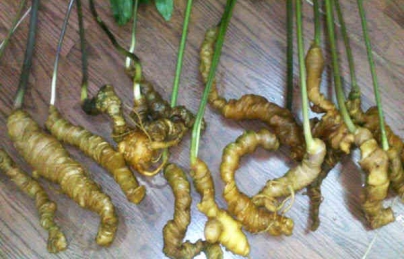 Sâm ngọc linh thảo dược đặc biệt quý hiếm, điều trị nhiều loại bệnh Sâm ngọc linh thảo dược đặc biệt quý hiếm, điều trị nhiều loại bệnh