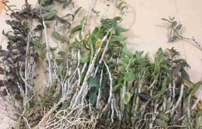 Thạch hộc tía sinh tân dịch, dưỡng thận, bổ khí huyết Thạch hộc tía sinh tân dịch, dưỡng thận, bổ khí huyết