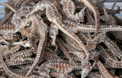 Cá ngựa, hải mã tăng cường sinh lý, kéo dài thời gian quan hệ Cá ngựa, hải mã tăng cường sinh lý, kéo dài thời gian quan hệ