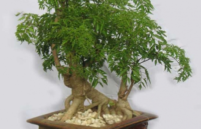 Rễ đinh lăng 5 năm tuổi loại phơi khô chế biến sẵn (Re dinh lang) Rễ đinh lăng 5 năm tuổi loại phơi khô chế biến sẵn (Re dinh lang)