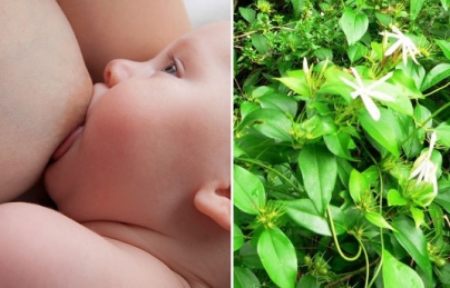 Chè vằng giúp lợi sữa, giảm béo hiệu quả ở phụ nữ sau sinh Chè vằng giúp lợi sữa, giảm béo hiệu quả ở phụ nữ sau sinh