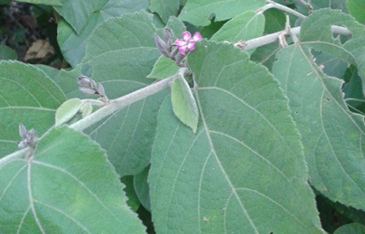 Cây an xoa vị thuốc cho bệnh nhân Ung thư gan, xơ gan Cây an xoa vị thuốc cho bệnh nhân Ung thư gan, xơ gan