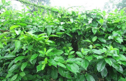 Dây thìa canh hỗ trợ điều trị bệnh tiểu đường (day thia canh) Dây thìa canh hỗ trợ điều trị bệnh tiểu đường (day thia canh)