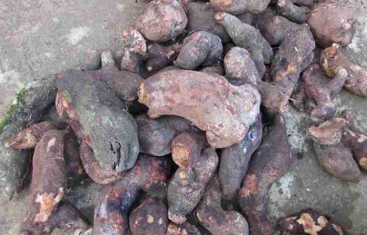 Cây tầm gửi nghiến, củ dái nghiến ngâm rượu uống cực hay Cây tầm gửi nghiến, củ dái nghiến ngâm rượu uống cực hay