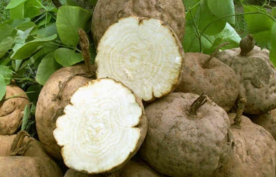 Sâm tố nữ tăng kích thước vòng 1 (vòng ngực), giúp phụ nữ hồi xuân Sâm tố nữ tăng kích thước vòng 1 (vòng ngực), giúp phụ nữ hồi xuân