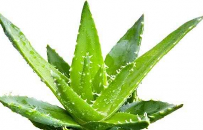 Nha đam (lô hội) thảo dược dưỡng trắng da thật tuyệt vời (nha dam) Nha đam (lô hội) thảo dược dưỡng trắng da thật tuyệt vời (nha dam)