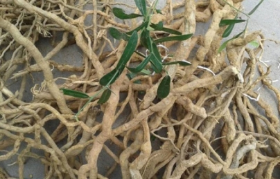 Xáo tam phân - Dược liệu quý nhưng không phải ai cũng biết Xáo tam phân - Dược liệu quý nhưng không phải ai cũng biết